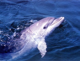 Дельфинарий